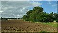 Field and strip woodland, Careston