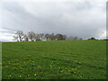 Grazing off Appleby Road