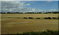 Fields of cereal near Brechin