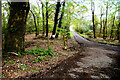 Road, Pigeon Top Forest