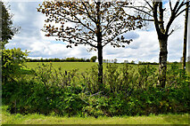 H5371 : Trees, Bancran by Kenneth  Allen
