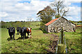 H5371 : Cattle, Bancran by Kenneth  Allen