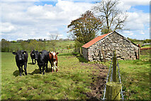 H5371 : Cattle, Bancran by Kenneth  Allen