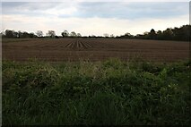 TF6311 : Field by Lynn Road, Tottenhill by David Howard