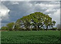 Trees near Crow Croft Lane, Pollington