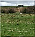 Rough pasture beside A71