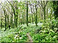 Wild Garlic - Bincombe Beeches nature reserve