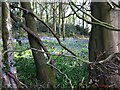 SP2984 : Bluebells in Daddley's Wood, Wall Hill by Alan Paxton