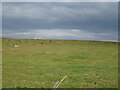 Grazing near Lookingflatt