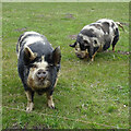 Inquisitive Pigs