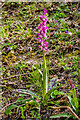 TQ2352 : Early Purple Orchid (Orchis mascula) by Ian Capper