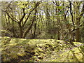 Broadleaf woodland along the Afon Ceunant