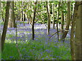 Bluebell season