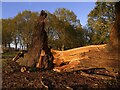 TQ1973 : Newly fallen oak, Barn Wood, Richmond Park (3) by Stefan Czapski