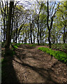 Newbourne: spring colours in Great Grove 