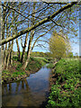 Newbourne: trees by a stream