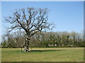 A lone tree near Ham Wood