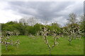 Community Orchard, Franklin Park, Braunstone Town