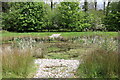 Pond at the Smallholding, Alloway