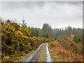 NR9094 : Forestry road in Kilmichael Forest by Patrick Mackie