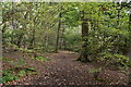 Footpath through the woods