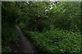 Path beside Osbaldwick Beck