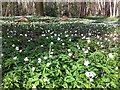SP3876 : Wood anemones, Piles Coppice by A J Paxton