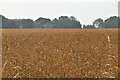 Ripening wheat