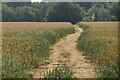 Footpath through wheat