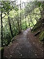 Path through Stowford Cleave