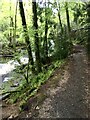 Permissive path through Erme Wood