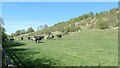 SE9042 : Cattle in Goodmanham Dale by Christine Johnstone