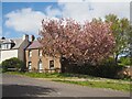 Cherry Blossom in Cockburnspath