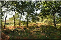 TQ4925 : Woodland near The Hermitage by N Chadwick