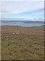 NG1555 : Sheep and Lambs near Dunvegan Head Trig Point by thejackrustles