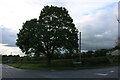 Tree on the corner of Frolesworth Road, Ullesthorpe