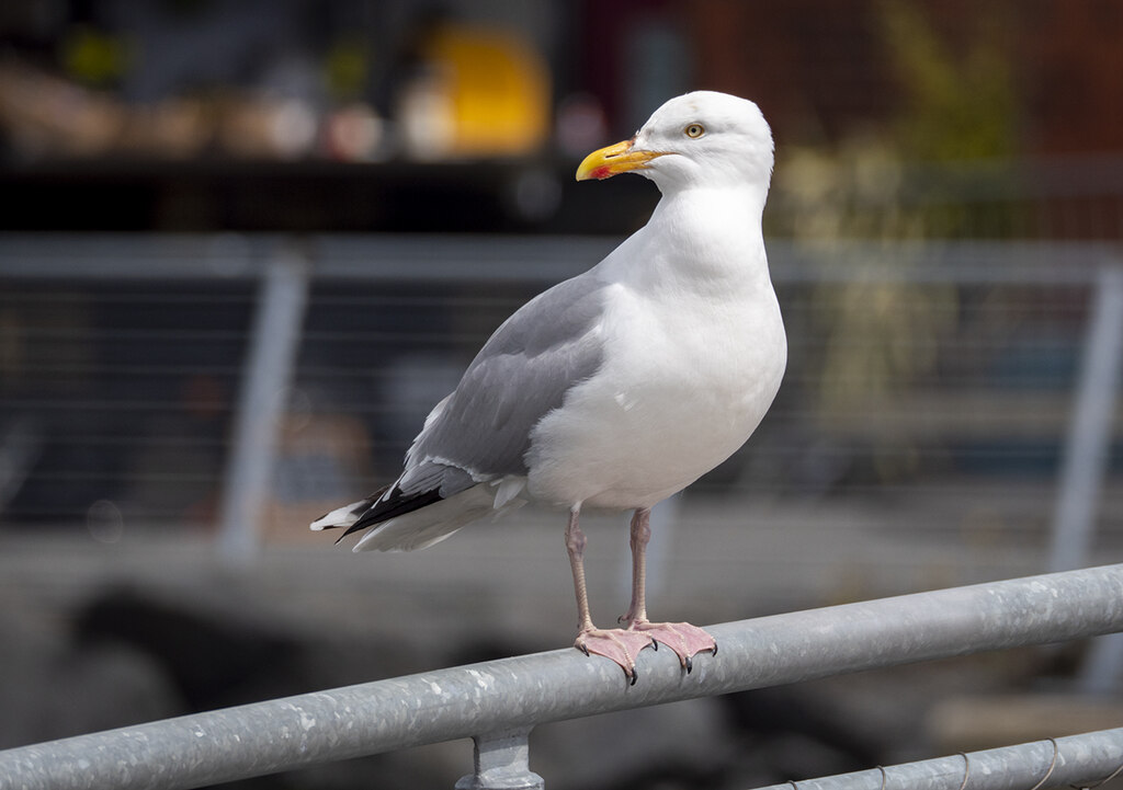 Herring gull, Belfast © Rossographer cc-by-sa/2.0 :: Geograph Britain ...