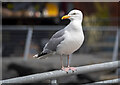 J3576 : Herring gull, Belfast by Rossographer