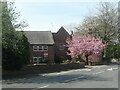 Blossom time at Grove Hall, Wakefield