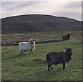 NG1854 : Interesting Sheep encountered near Galtrigill by thejackrustles