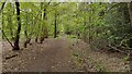 Path nearing Cuckoo Lane