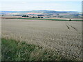 Wheat field above the Howe of the Mearns