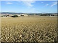 Wheat field near Haddo