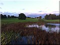 Pond at dusk, Hawkesbury, Bedworth