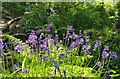 Common Bluebells (Hyacinthoides non-scripta) in St Loy valley