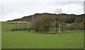 Pasture at Pitmain Farm