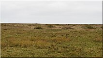 TF9343 : Warham Marshes by N Chadwick