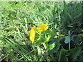 Marsh  Marigold  (Caltha  palustris)