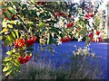 Detail of rowan tree in grounds of Sheldon Hall School