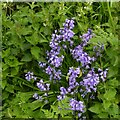 Bluebells near Thurgarton